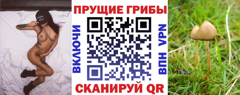 это официальный сайт  Малгобек  Галлюциногенные грибы Cubensis  где купить  